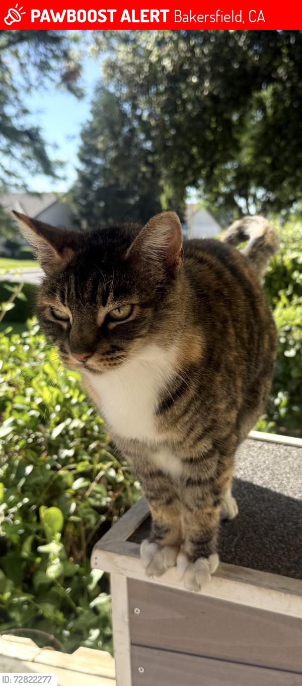Lost Female Cat last seen Harris & Ashe in Silver Creek, Bakersfield, CA 93313