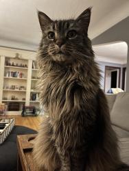 Lost Female Cat last seen 51st and 16th, Minneapolis, MN 55417