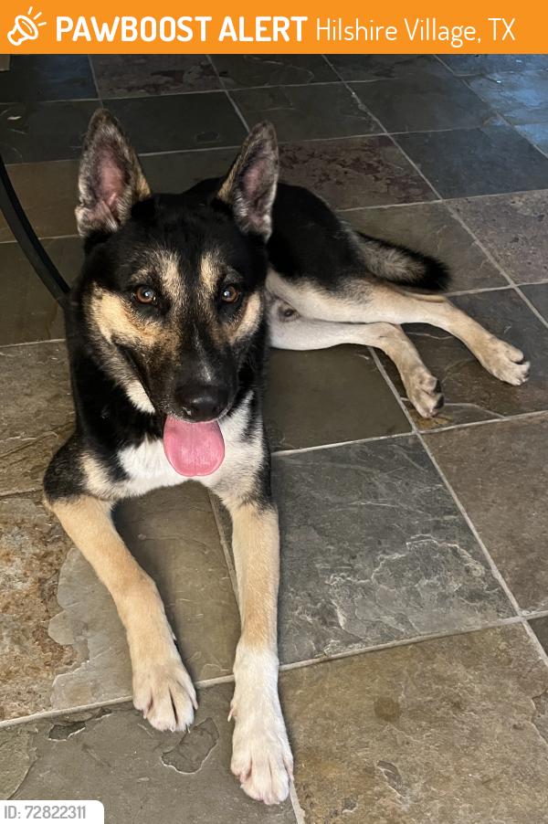 Found/Stray Male Dog last seen At Holy Cross Lutheran Church, Hilshire Village, TX 77055