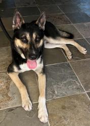 Found/Stray Male Dog last seen At Holy Cross Lutheran Church, Hilshire Village, TX 77055