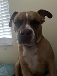 Lost Male Dog last seen Lake worth 33461 Florida , Lake Worth Beach, FL 33461
