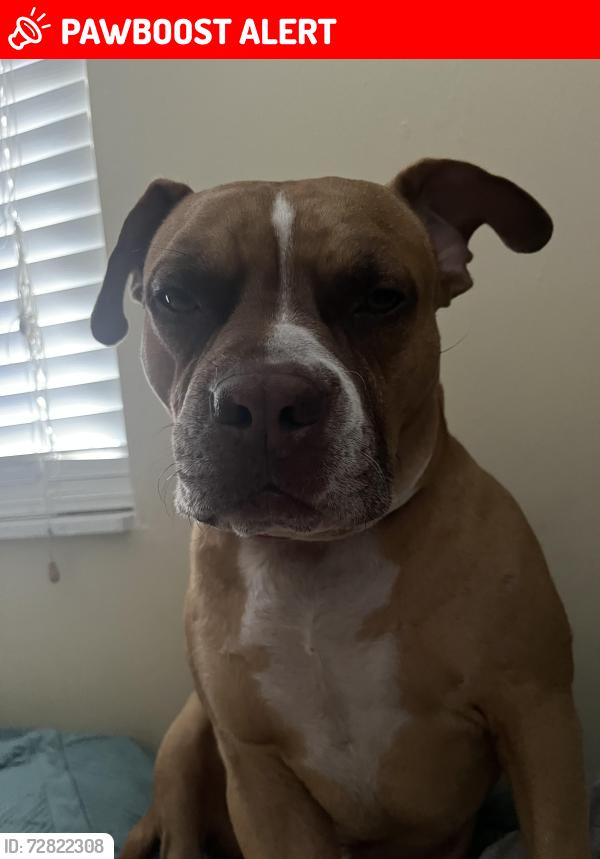 Lost Male Dog last seen Lake worth 33461 Florida , Lake Worth Beach, FL 33461
