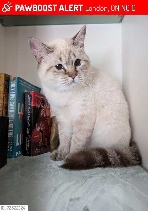 Lost Female Cat last seen Medway park and dewar, London, ON N6G 0C4