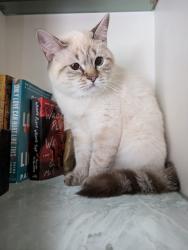 Lost Female Cat last seen Medway park and dewar , London, ON N6G 0C4