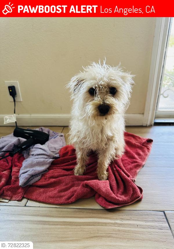 Lost Male Dog last seen Near beach st Los Angeles CA 90002, Los Angeles, CA 90002