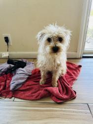 Lost Male Dog last seen Near beach st Los Angeles CA 90002, Los Angeles, CA 90002