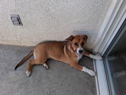 Found/Stray Female Dog last seen Tevis park , Bakersfield, CA 93311