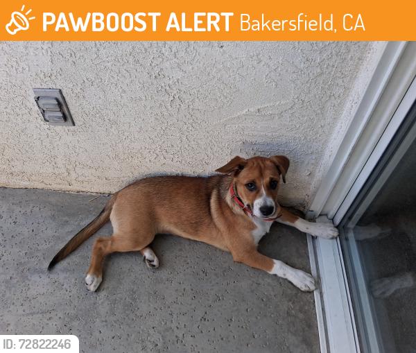 Found/Stray Female Dog last seen Tevis park , Bakersfield, CA 93311