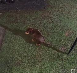 Found/Stray Male Dog last seen Kellogg creek, Cherokee County, GA 30102