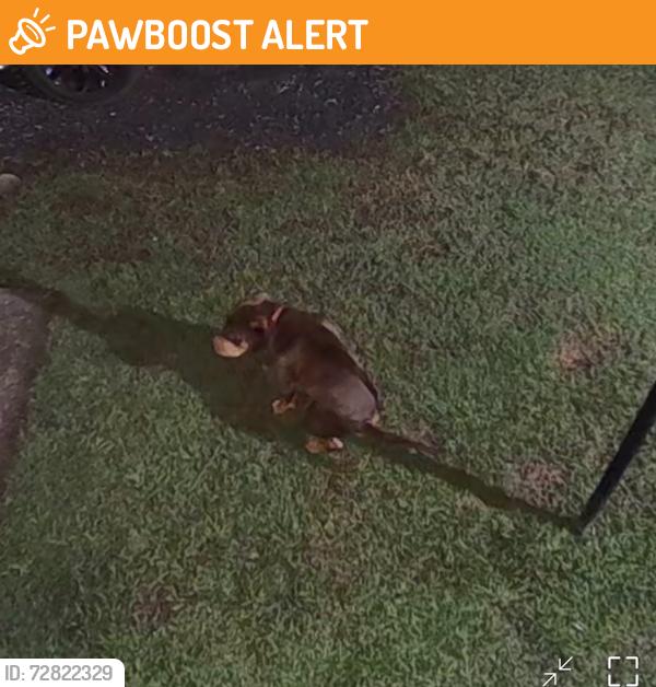 Found/Stray Male Dog last seen Kellogg creek, Cherokee County, GA 30102