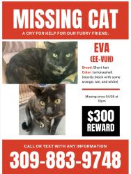 Lost Female Cat last seen Jones and Robindale , Las Vegas, NV 89139