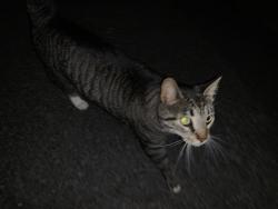 Found/Stray Unknown Cat last seen Lee Hwy and Hartland Rd - behind Dan's Merrifield Sunoco, Falls Church, VA 22042