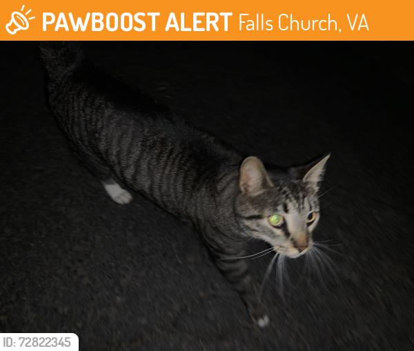 Found/Stray Unknown Cat last seen Lee Hwy and Hartland Rd - behind Dan's Merrifield Sunoco, Falls Church, VA 22042