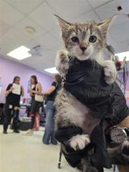 Shelter Stray Male Cat last seen Near pamela raye, Socorro, TX, Fort Bliss, TX 79906