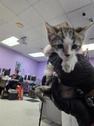 Shelter Stray Male Cat last seen Near pamela raye, Socorro, TX, Fort Bliss, TX 79906