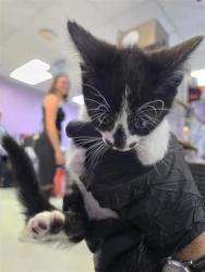 Shelter Stray Female Cat last seen Near pamela raye, Socorro, TX, Fort Bliss, TX 79906