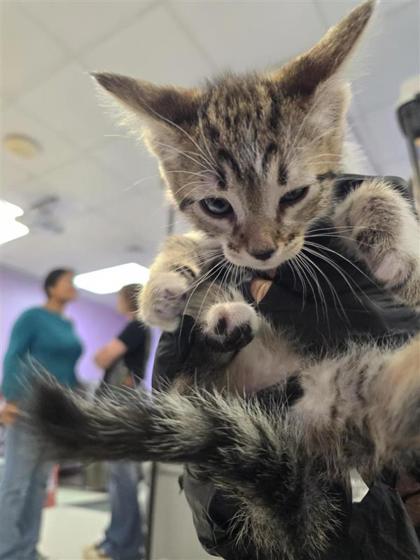 Shelter Stray Unknown Cat last seen Near pamela raye, Socorro, TX, Fort Bliss, TX 79906