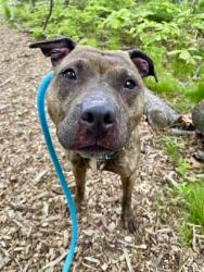 Shelter Stray Female Dog last seen Near Sherwood Rd, 21218, MD, Baltimore, MD 21230
