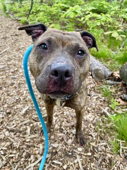 Shelter Stray Female Dog last seen Near Sherwood Rd, 21218, MD, Baltimore, MD 21230