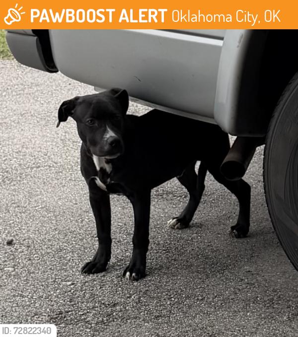 Found/Stray Male Dog last seen SW 81st St and S Olie Ave , Oklahoma City, OK 73139