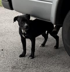 Found/Stray Male Dog last seen SW 81st St and S Olie Ave , Oklahoma City, OK 73139