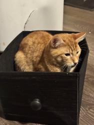 Lost Male Cat last seen Grossings Arena, Bloomington, IL 61701