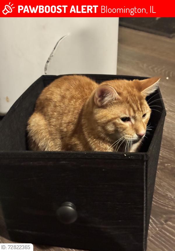 Lost Male Cat last seen Grossings Arena, Bloomington, IL 61701