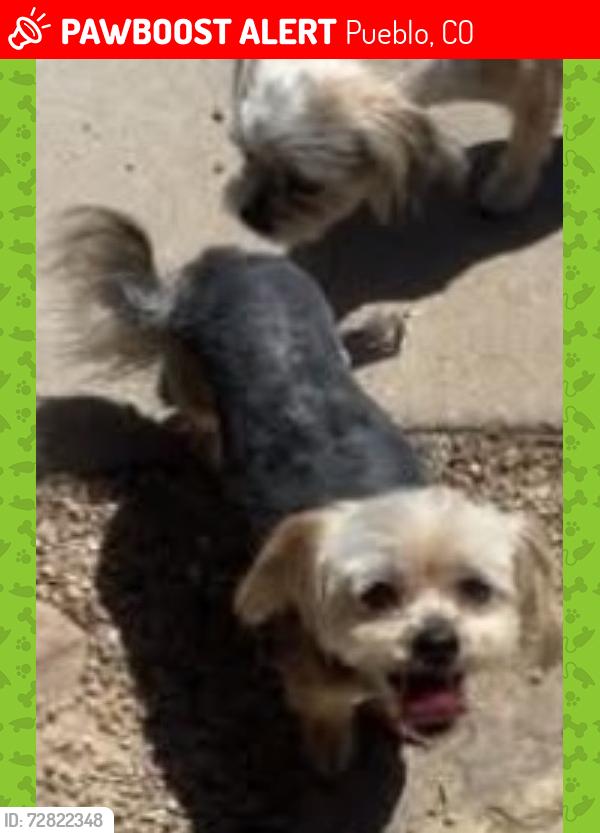 Lost Male Dog last seen Lancaster and Hollywood, Pueblo, CO 81005