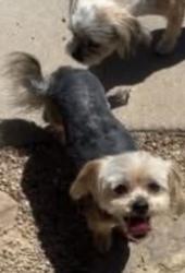 Lost Male Dog last seen Lancaster and Hollywood , Pueblo, CO 81005
