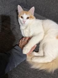Lost Male Cat last seen JJ Way and Lory Ln, Grovetown, GA 30813