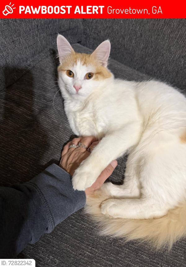 Lost Male Cat last seen JJ Way and Lory Ln, Grovetown, GA 30813