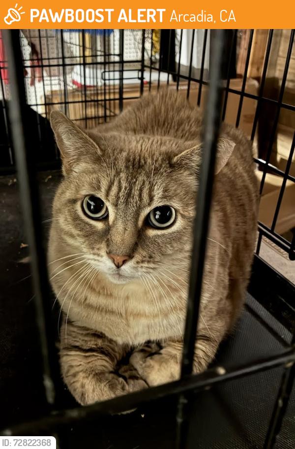 Found/Stray Unknown Cat last seen Huntington and Baldwin, Arcadia CA, Arcadia, CA 91007