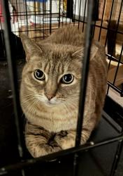 Found/Stray Unknown Cat last seen Huntington and Baldwin, Arcadia CA, Arcadia, CA 91007
