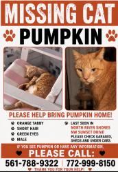 Lost Male Cat last seen Near NW Sunset drive, Stuart, FL 34994