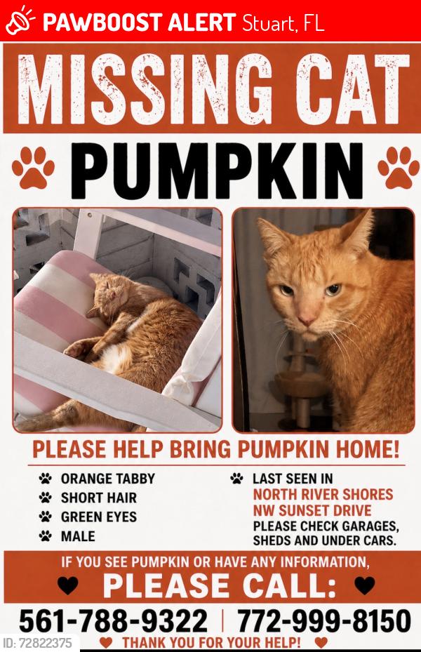 Lost Male Cat last seen Near NW Sunset drive, Stuart, FL 34994