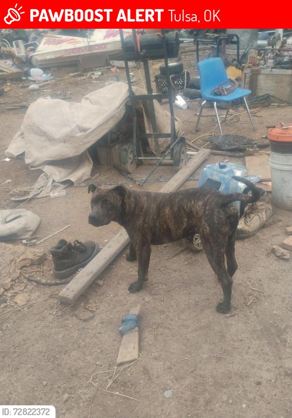 Lost Male Dog last seen 7th street & 73rd, Tulsa, OK 74127