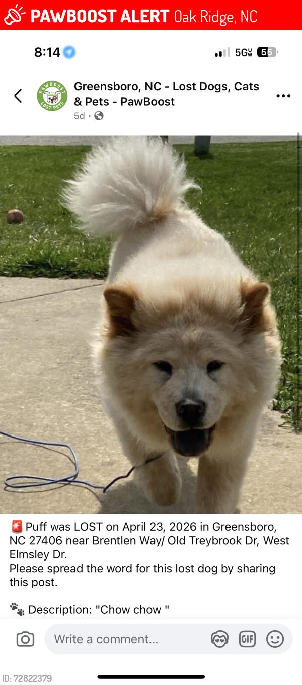 Lost Female Dog last seen Near goodwill near the sheetz, Oak Ridge, NC 27310
