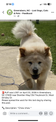 Lost Female Dog last seen Near goodwill near the sheetz, Oak Ridge, NC 27310