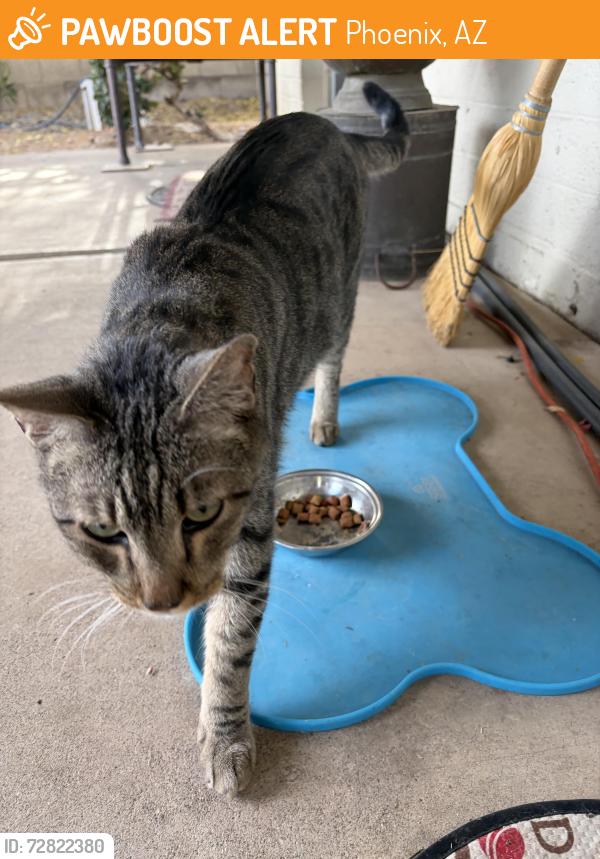 Found/Stray Female Cat last seen In our yard , Phoenix, AZ 85027