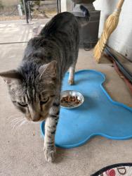 Found/Stray Female Cat last seen In our yard , Phoenix, AZ 85027