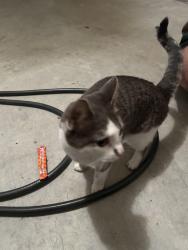 Found/Stray Female Cat last seen Lansdowne, Lansdowne, VA 20176