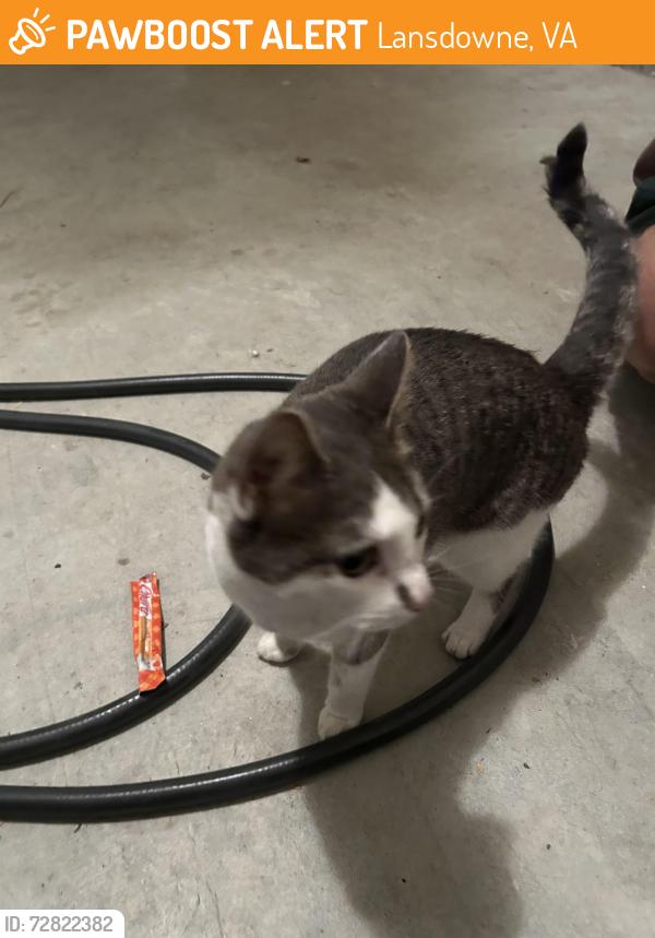 Found/Stray Female Cat last seen Lansdowne, Lansdowne, VA 20176