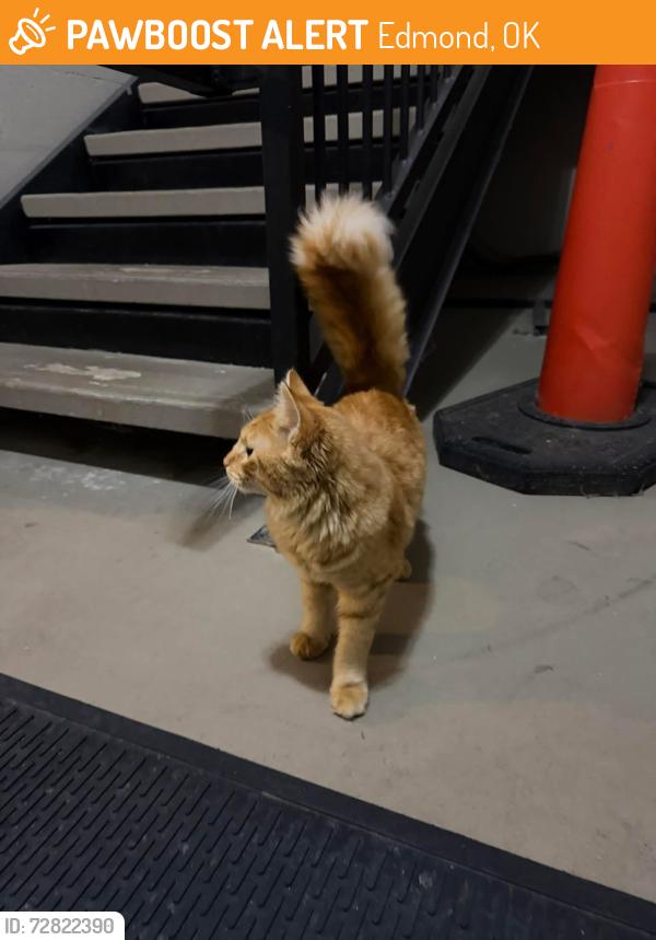 Found/Stray Female Cat last seen By the intersection of Covell and Kelly, Edmond, OK 73003