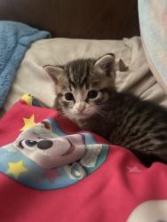 Lost Female Cat last seen Maryess st, San Bernardino, CA 92410