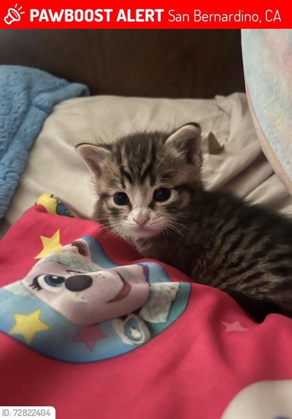 Lost Female Cat last seen Maryess st, San Bernardino, CA 92410