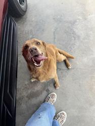 Found/Stray Unknown Dog last seen Fm 850 / redbird (21), Tyler, TX 75707