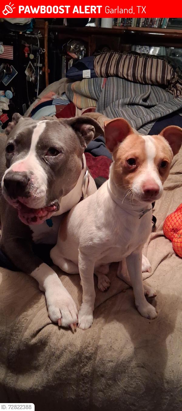 Lost Female Dog last seen 5th st edgefeild, Garland, TX 75040