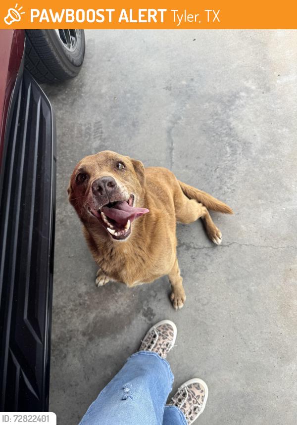 Found/Stray Unknown Dog last seen Fm 850 / redbird (21), Tyler, TX 75707