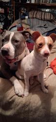 Lost Female Dog last seen 5th st edgefeild, Garland, TX 75040