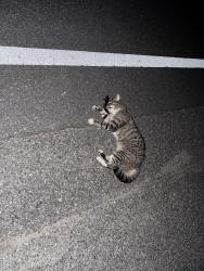 Found/Stray Unknown Cat last seen Clay pond rd, Bourne, MA 02532